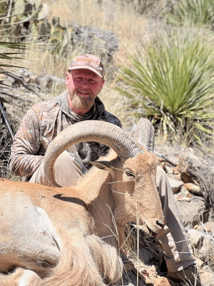 Accuracy Systens 243 WSSM takes a Public Lands New Mexico Barbary Sheep Ram